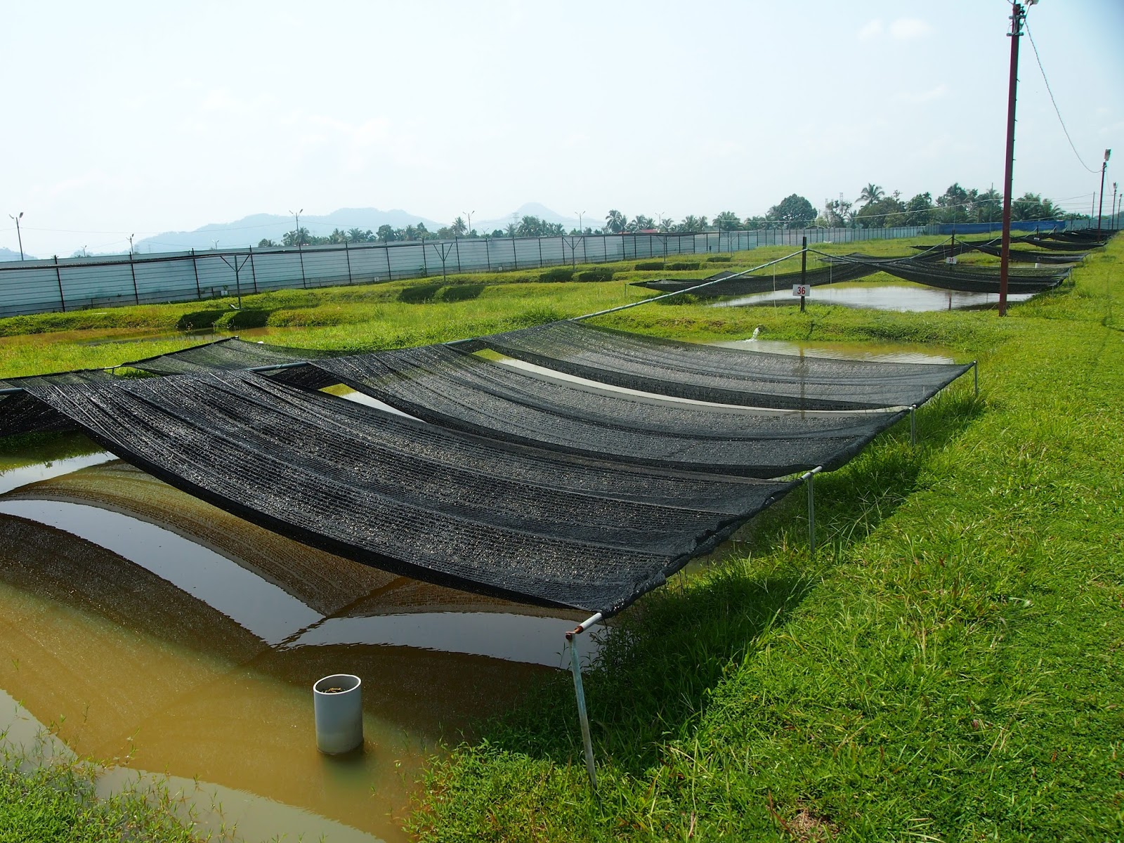 ArowanaLui: Lawatan ke Bukit Merah Arowana Farm
