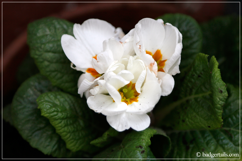 White Primroses