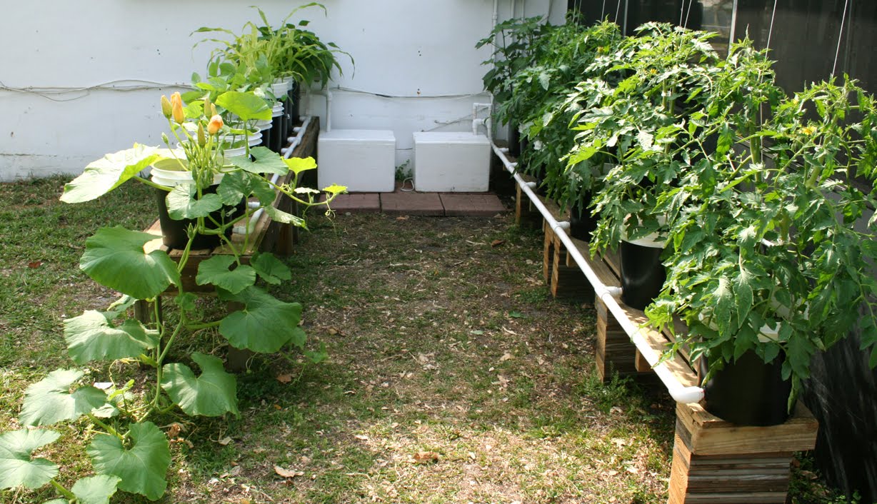 Growing Tomatoes in South Florida Hydroponic Tomatoes