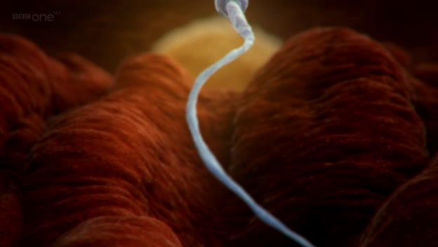 which part of the human body does not grow from birth