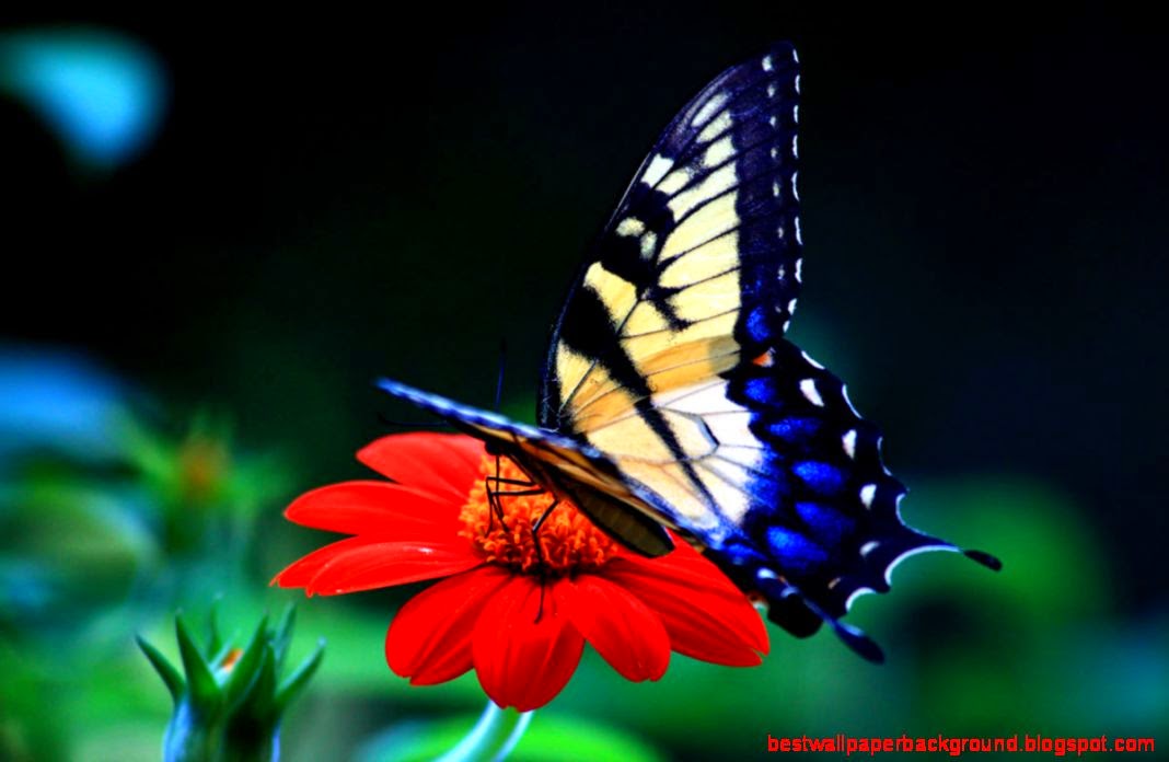 Butterfly HD Wallpapers Butterfly Desktop Images Cool Wallpapers Butterfly HD Wallpapers Butterfly Desktop Images Cool Wallpapers