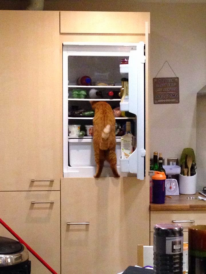 Funny cats - part 95 (40 pics + 10 gifs), cat pictures, cat looking for food in refrigerator