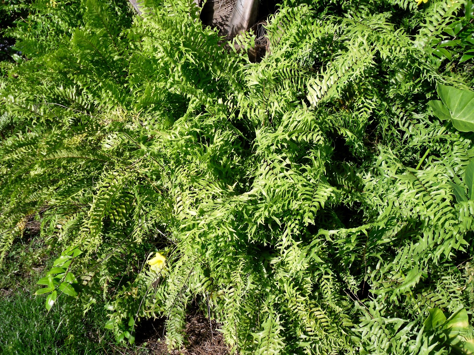 Jupiter Real Estate and Lifestyle Jupiter Farms, sword ferns used for beds