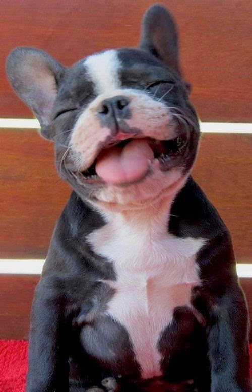 5 cutest smiling puppy faces you have ever seen
