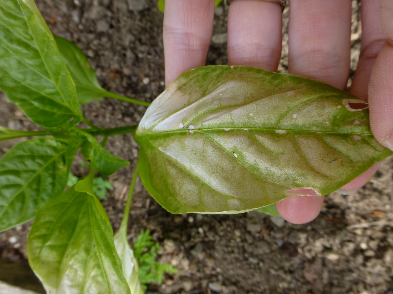 Gardens + Insects Leaves Turning White and Papery Peppers and