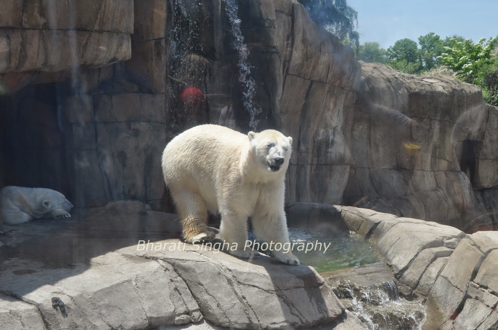 Me And Those Adorable Polar Bears in Pittsburgh Zoo and PPG Aquarium