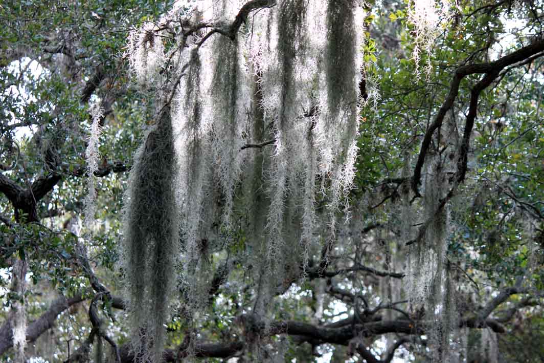 Mad Snapper Tanglewood Trees