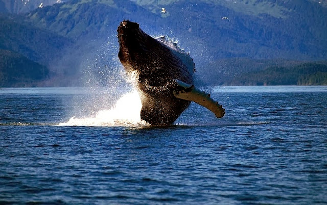 Brazil World Cup trip 800px Adult humpback whale