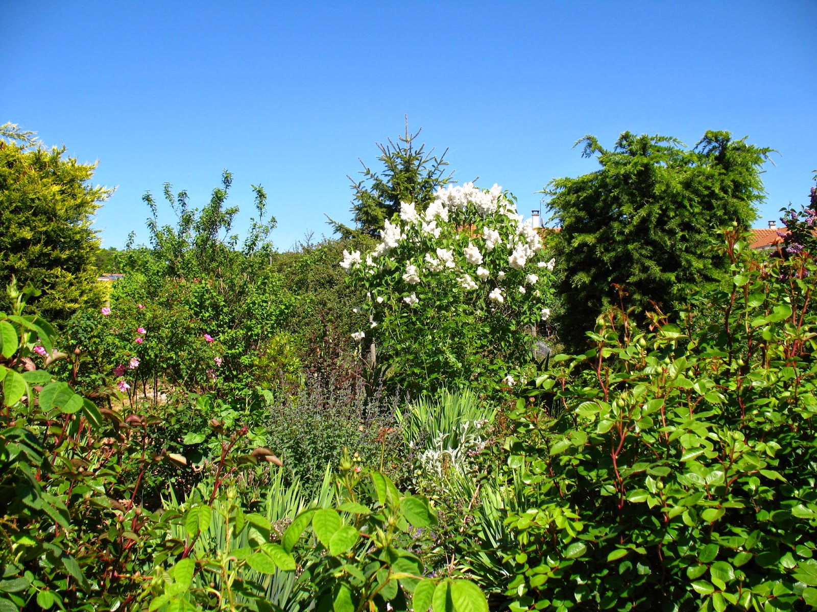 Roses Du Jardin Cheneland Syringa Vulgaris Mme Lemoine