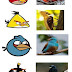 'Angry Bird' Realiti...Rupa Sebenar 'Angry Bird'...!!!