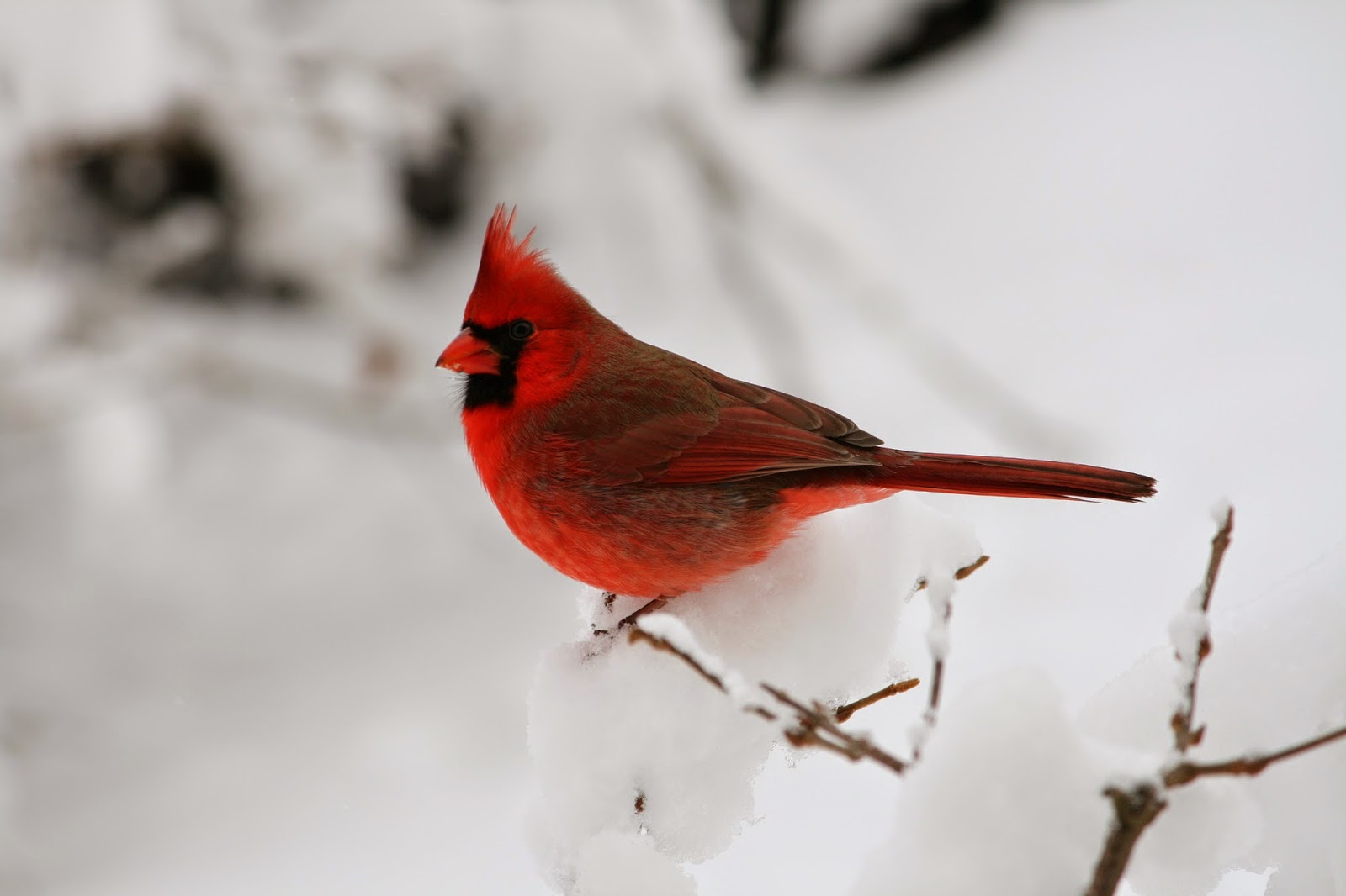 CreationOvation Snow Birds and Maine Coons