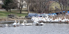 Pelicans Have Arrived in Lake Dalecarlia