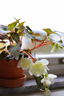 Begonia