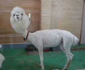 Also Fun Funny Pictures Extreme Animal Hairstyles