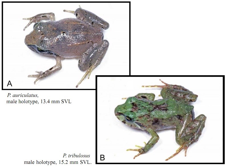 Species New to Science [Herpetology • 2008] 2 new Phrynopus; P