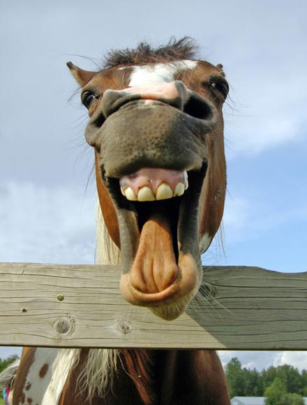laughing_horse.jpg