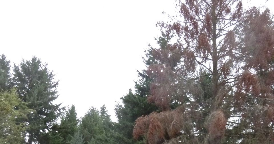 twistin sandy's blog very big very dead fir tree