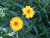 "Heliopsis"