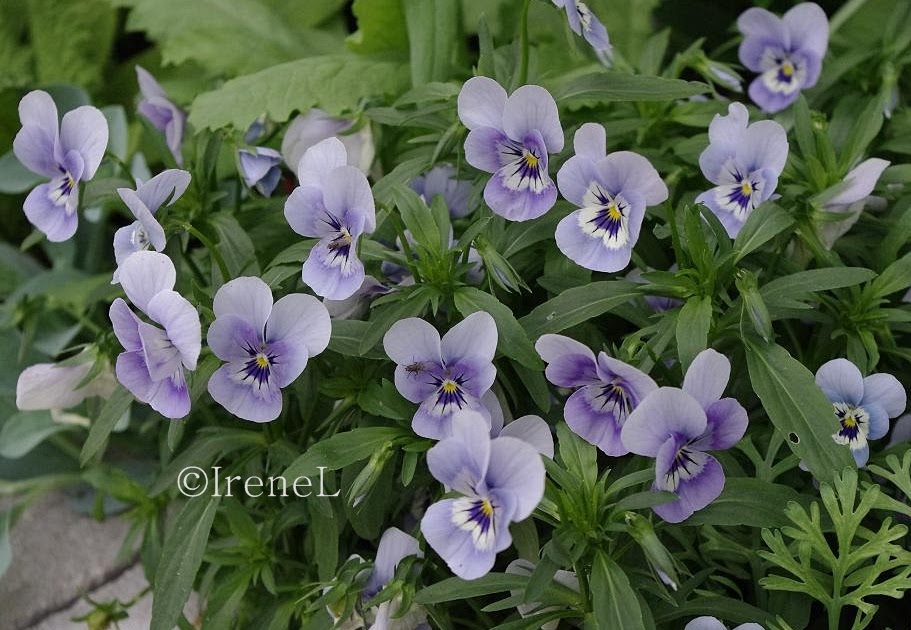 Blomstertips Hornviol, Viola cornuta