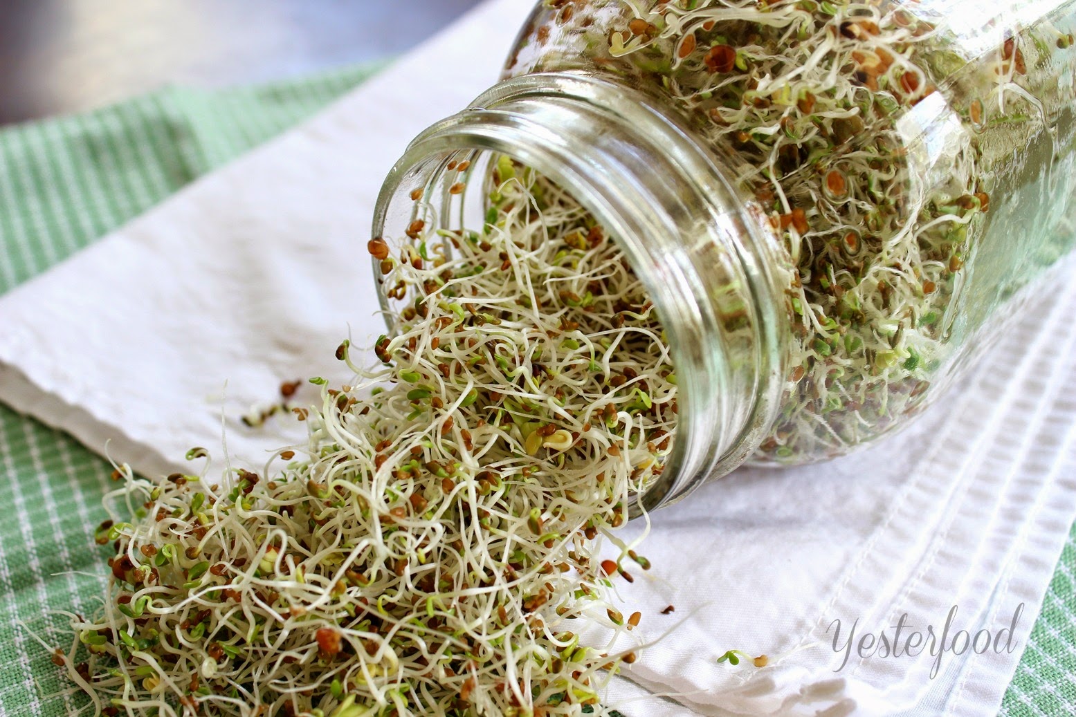 Yesterfood : Grow Your Own Sprouts