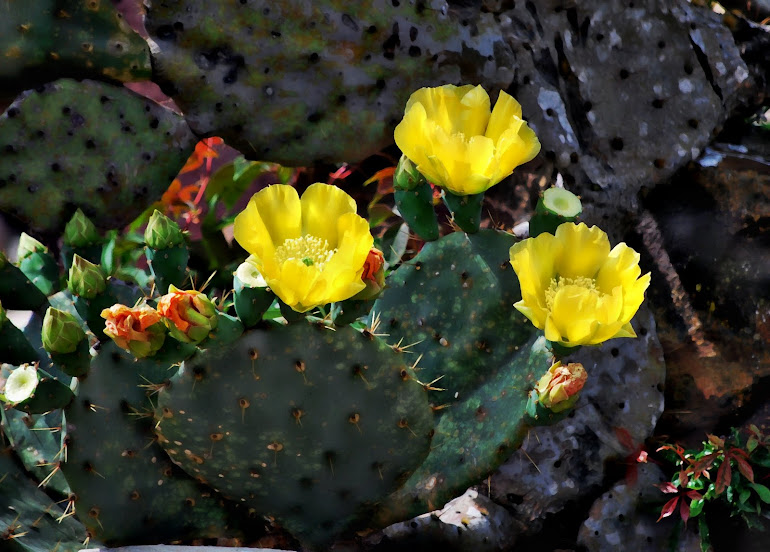 Yellow Cacti