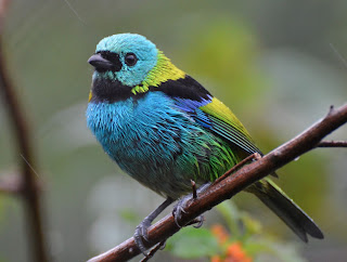 Green-Headed Tanager, Tangara seledon