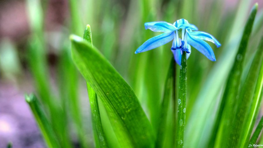 Lonely Flowers I'm So Lonely...