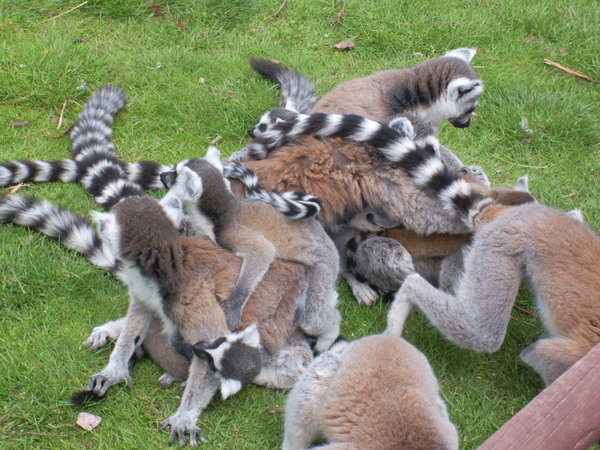 Видео Ебли Группой Видео Ебли Группой