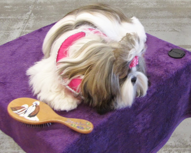 Devalon Shih Tzu Breeders Puppies for Sale Florida Puppy Toy Group