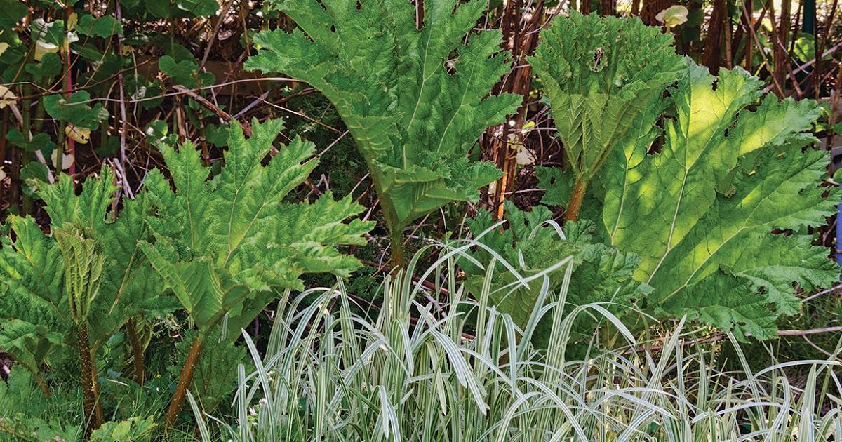 Linda Cochran's Garden: Gunneras