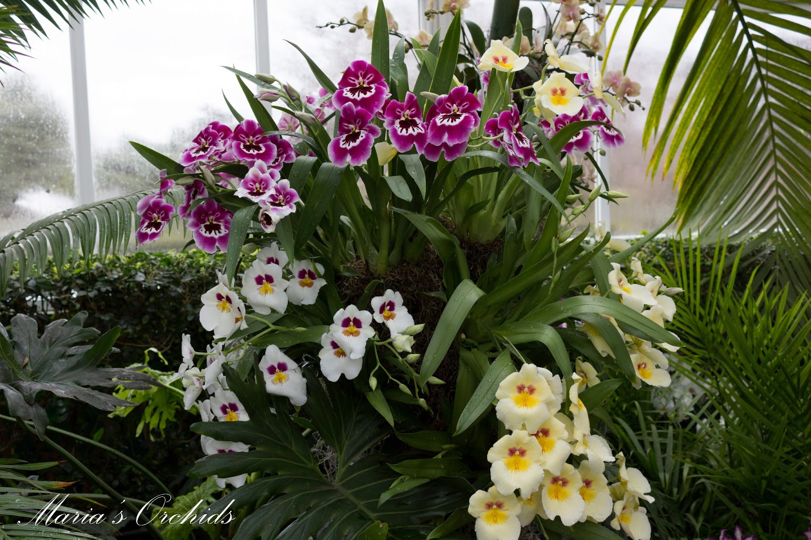 Maria's Orchids New York Orchid Show 2013