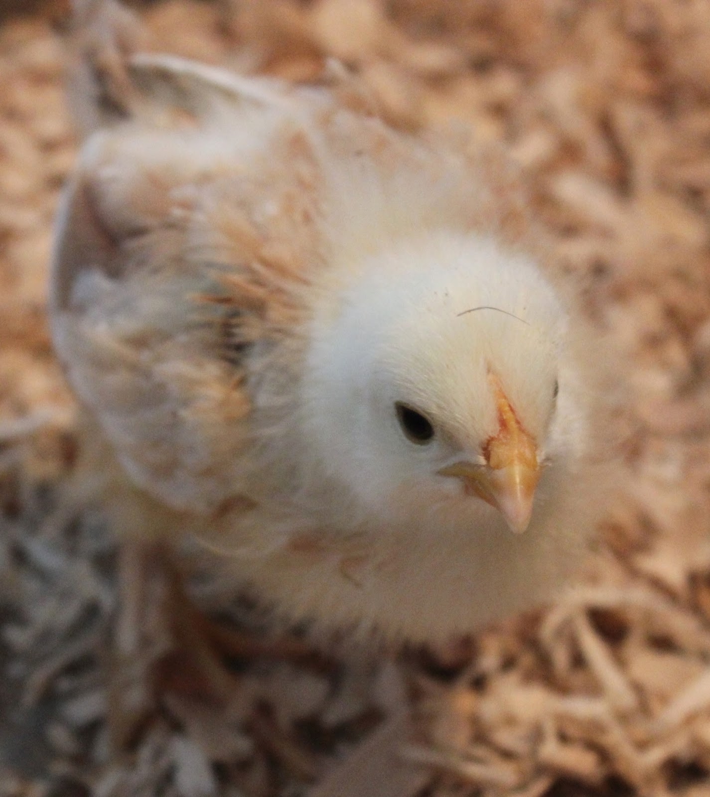 The Borne Homestead Scissor Beak