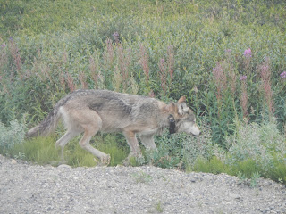 Wolf in Denali National Park