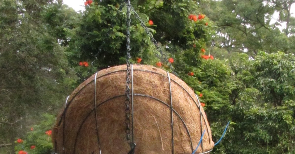 Green Dreaming: Here is my possum drey