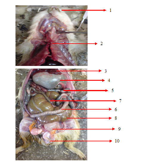 laporan praktikum struktur hewan tentang marmoot