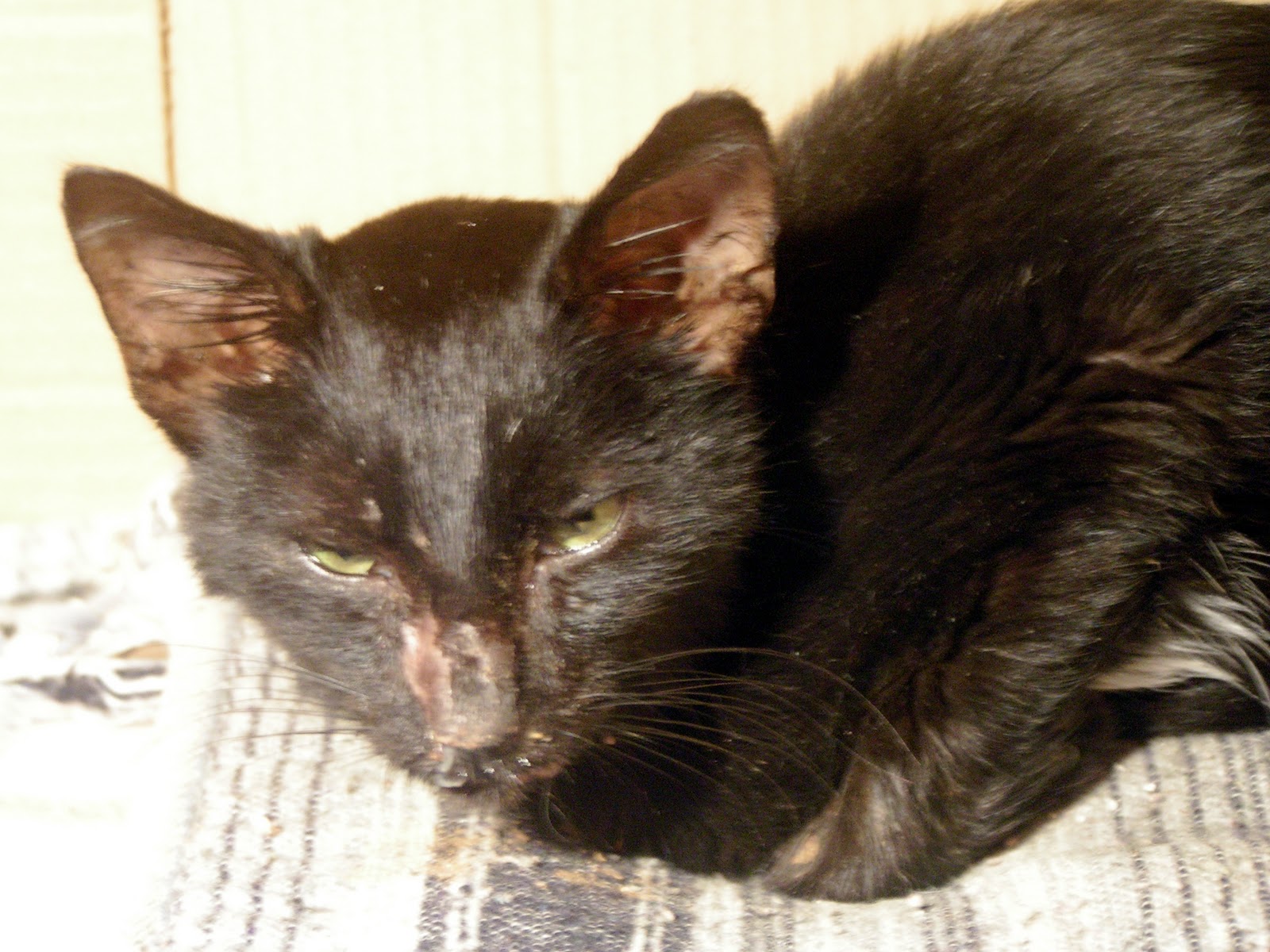 A Prayer And A Healing Thought For Bessie