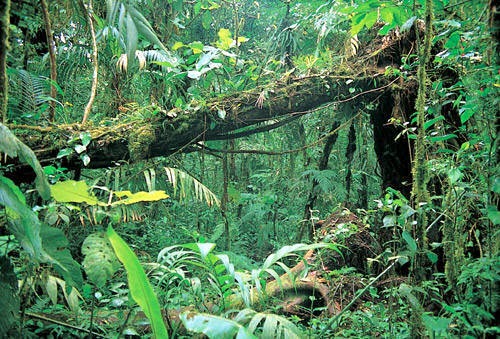 Rainforests In South America The Amazon Rainforest