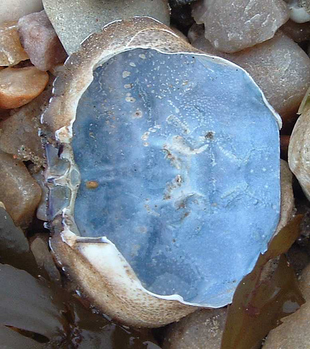 Blue Eyed Ennis: InsideThe Green Crab's Shell: Mark Doty Poem