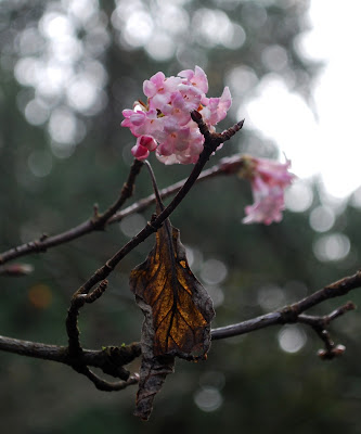 Gardening Through A Lens Winter Flowering Pink Dawn Viburnum