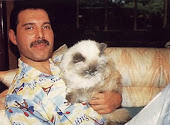 El gato de Freddie Mercury