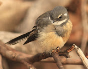 Lovely little Grey Fantail