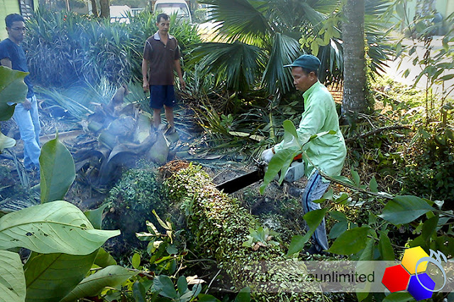 mknace unlimited | Tebang pokok kelapa