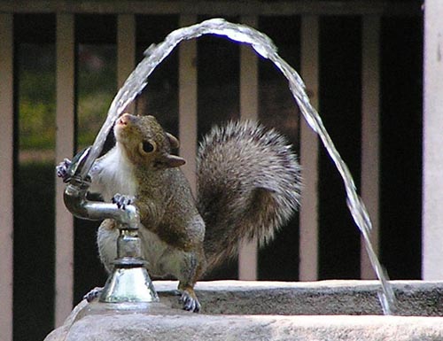 Funny squirrel | Interesting Facts & Pictures | Funny And Cute Animals