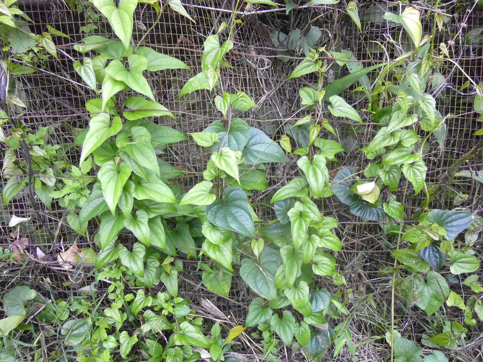Appalachian Folk Cinnamon Vine