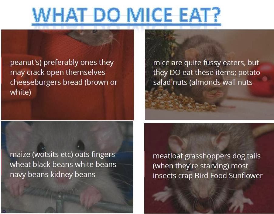 what do mice eat? « 4best of