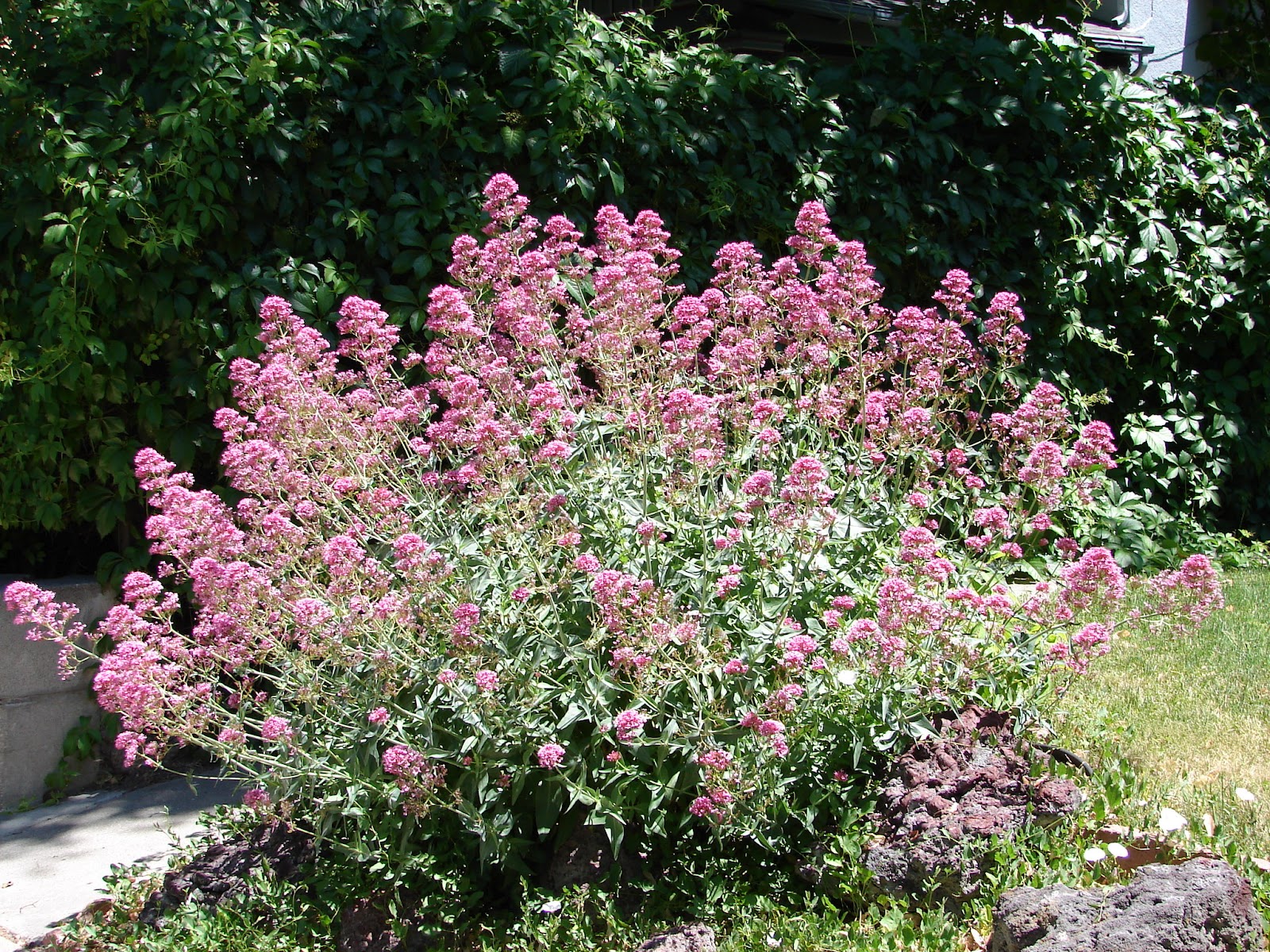 New Utah Gardener Waterwise Plants for Utah