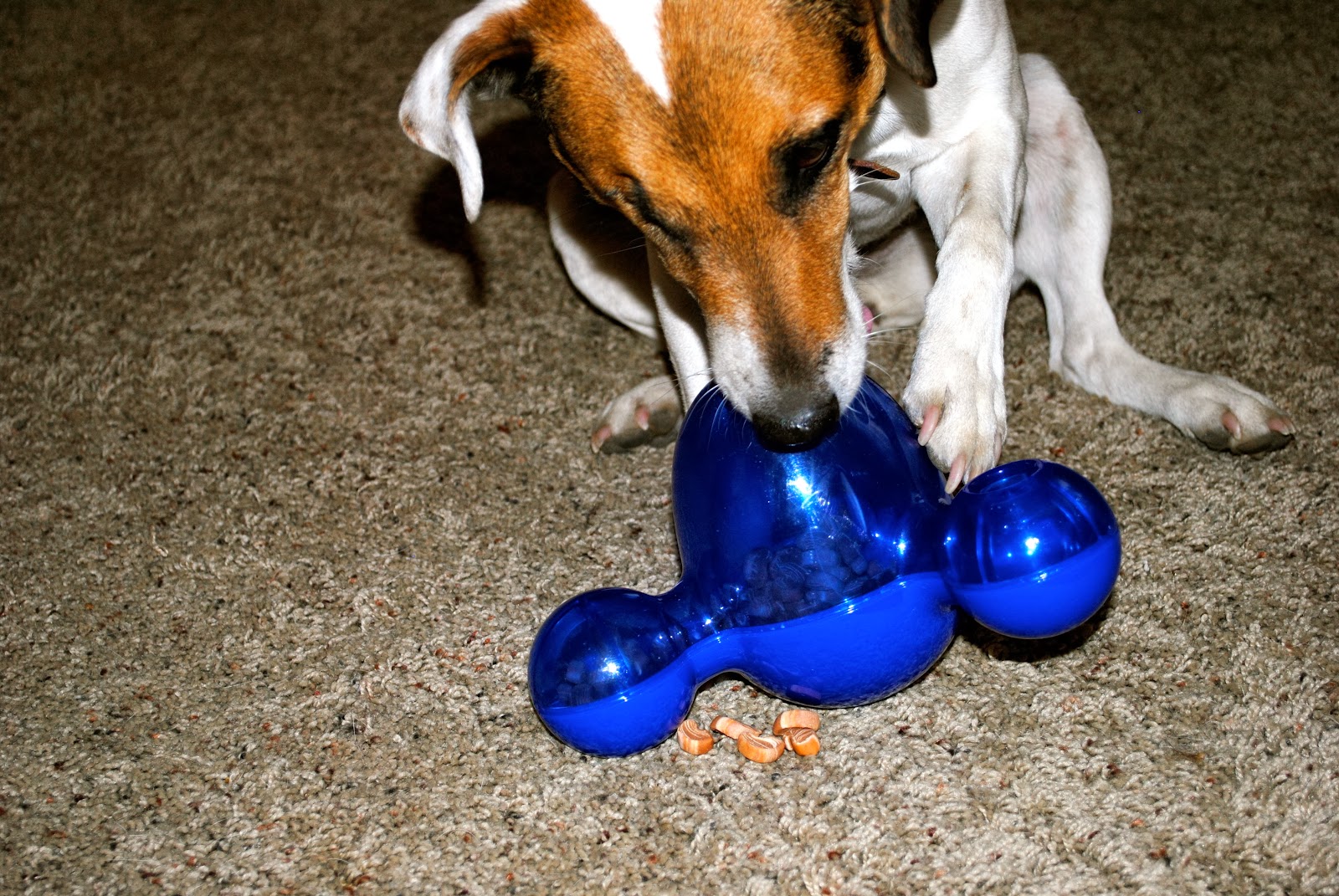 deanna time KONG Dog Toys GIVEAWAY