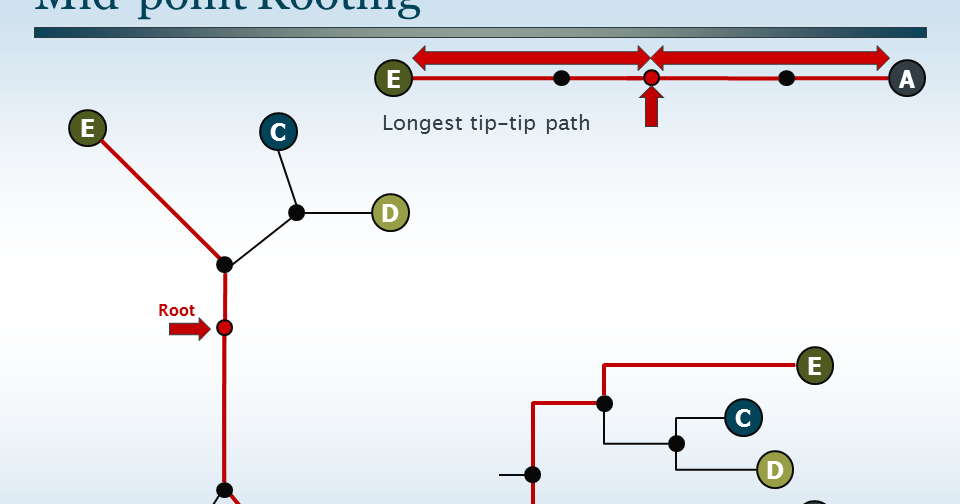 what is a root in a phylogenetic tree