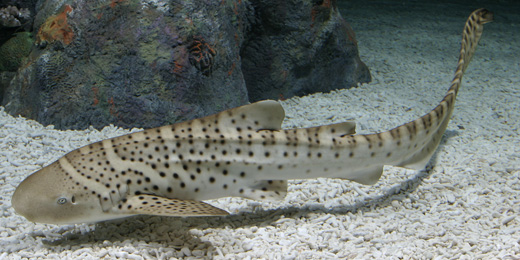 Zebra Shark
