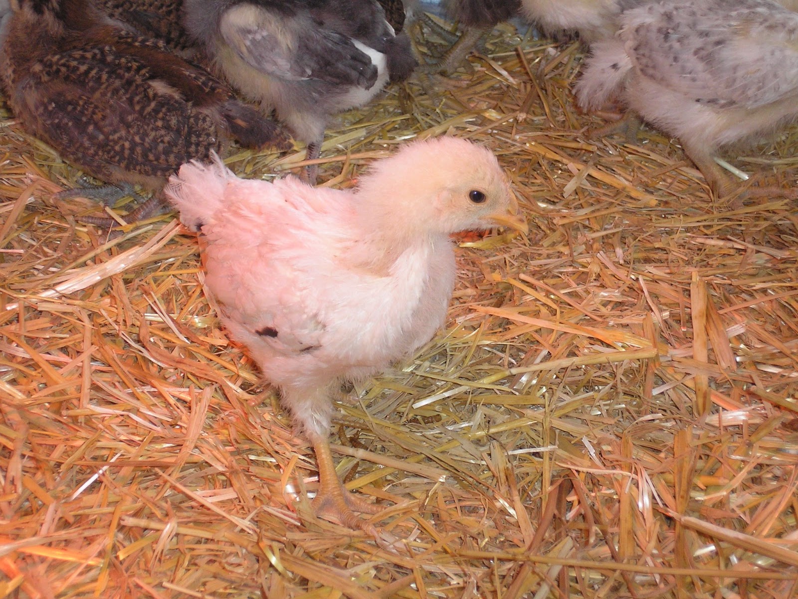 Chickens in the basement are rarely a good idea, but.... Rolling E Ranch
